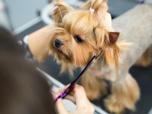 pampered-pubs-grooming (4)-kireth-ai